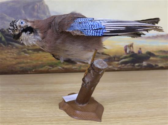 A taxidermic jay, a six point stag antler and a taxidermic pheasant height 22cm